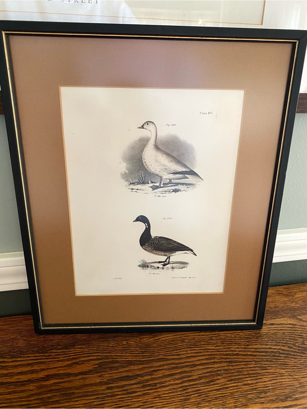 Vintage Framed Duck Lithograph Zoology of New York James E. De Kay